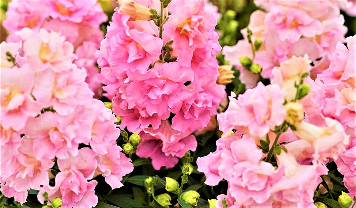 Порадуйте свой сад яркими антирринумами, которые цветут до морозов