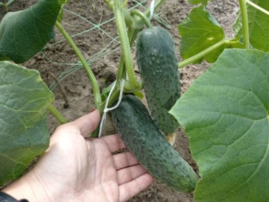 ������� � ������� ����������� ������: ������� �� ������ ����