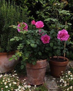 Нестандартные идеи использования роз в ландшафтном дизайне вашего сада