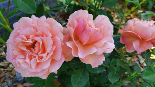 ��� ���������� ������� ��� ����������� ��� � �������� �� ��������