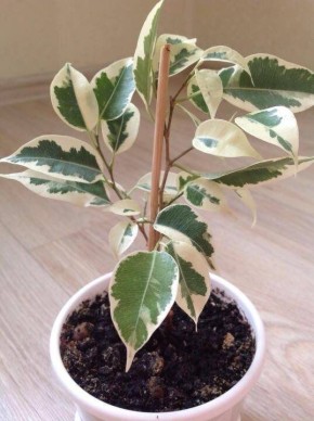 ��� ������ ����� ���������� �� ����������� �������: ������� ������