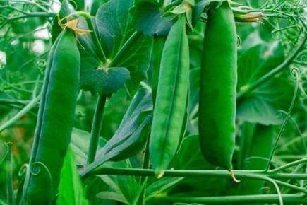 Горох Афилла: секреты успешного выращивания и использования