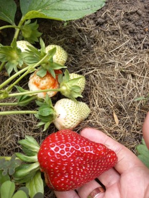 Новый король клубники: сорт, который покоряет сердца садоводов