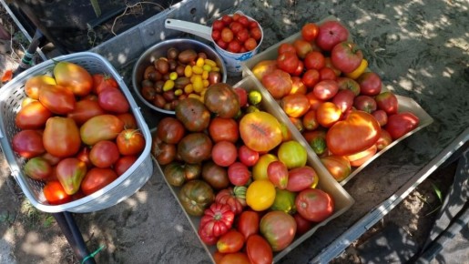 Сорта томатов, которые не впечатлили: опыт огородников