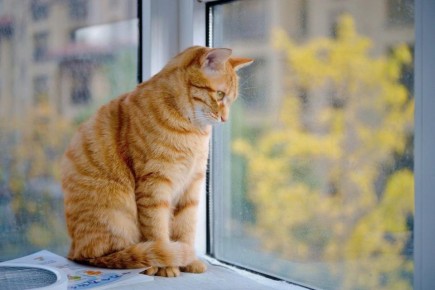 Тайные мысли наших пушистиков: о чем на самом деле думают коты