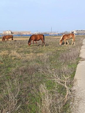 Отдел по делам об административных правонарушениях администрации города убедительно просит обратить внимание владельцев домашнего скота на недопущение фактов безнадзорного нахождения животных на территории муниципального...