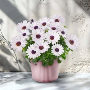 ������������: �������� ����������� ����� � ����� ����