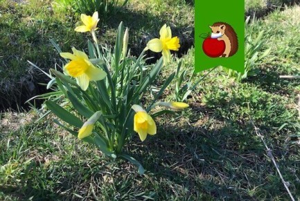 Цветы, которые украсит ваш участок уже в апреле