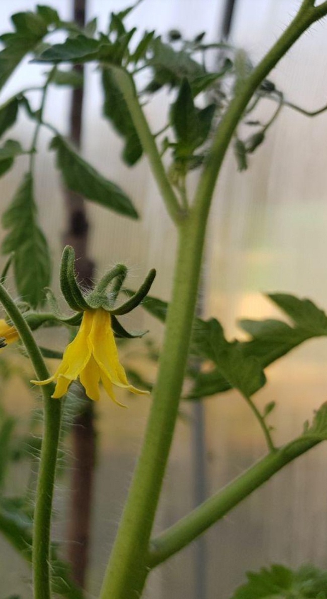 Ошибки полива рассады: как избежать проблем с растениями