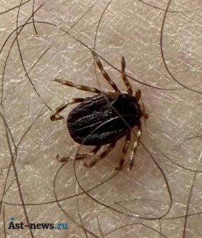 В Астраханской области зафиксированы первые укусы клещей в 2026 году