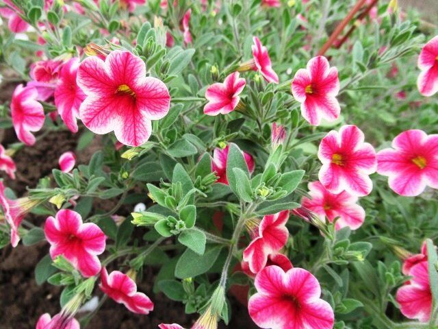 Как правильно выращивать калибрахоа: секреты ухода для садоводов