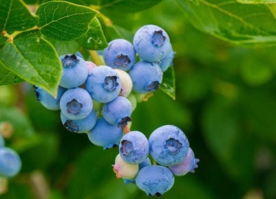 Как вырастить голубику: советы по посадке и уходу