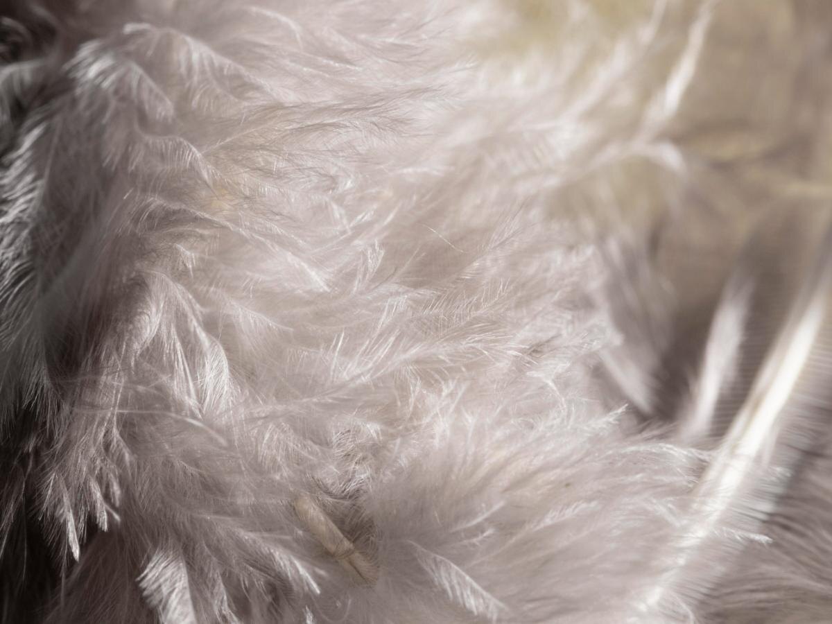 Перьевые подушки как секрет здоровья ваших растений