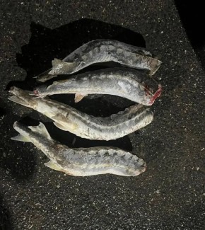 ������� ����: � ����������� ������ ��������� ���������� ��������� ��� ��������� �����