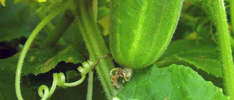 Усы и пасынки огурцов: важные советы для успешного урожая