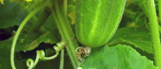 ��� � ������� �������: ������ ������ ��� ��������� ������