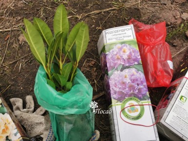 Как правильно сажать рододендроны: секреты, которые не расскажут в питомнике