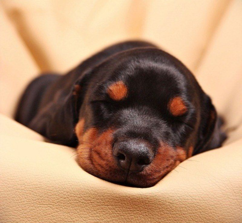 В России могут расширить список потенциально опасных пород собак