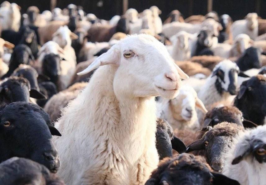 Борьба с безнадзорным скотом в Астраханской области вызвала скандал