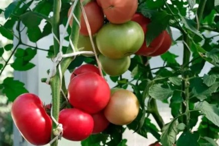 ����� ���������: ��������� ����� ��� ������ �������