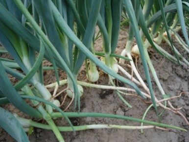 ������� �������� ������: ��� ��������� ��� � ��� ���� �������