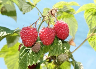 ����������� ������� ���������: ������� ��������� ����