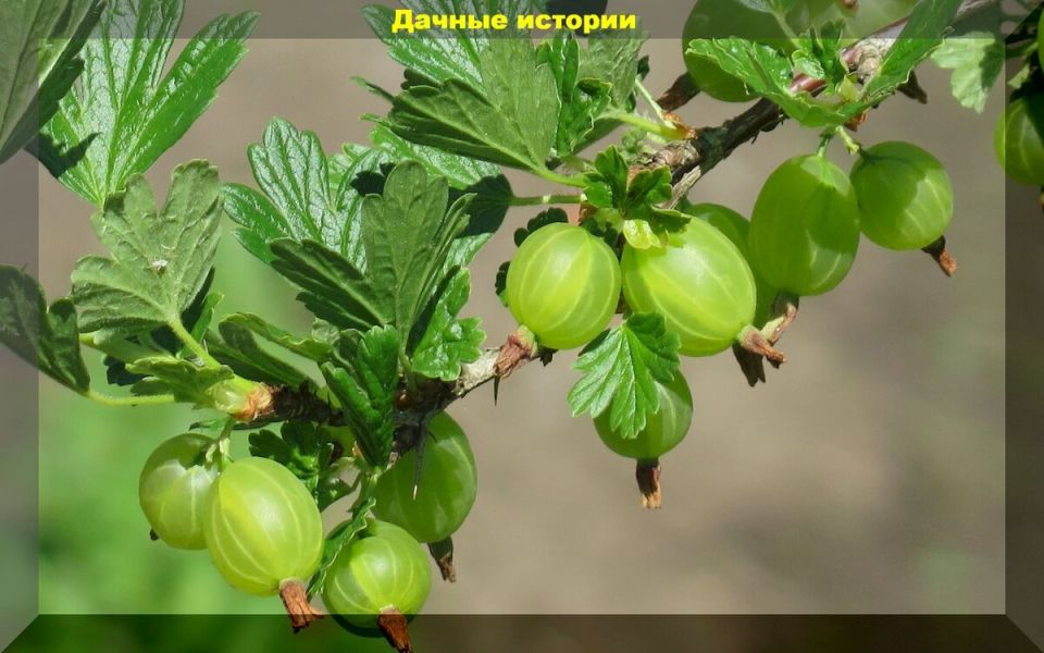 Как спасти крыжовник от самого опасного врага: всё о желтом крыжовниковом пилильщике