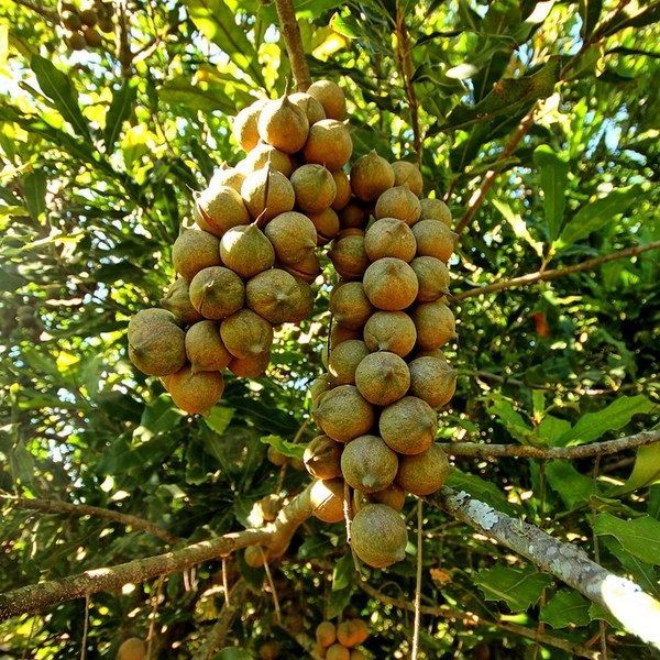 Макадамия: Король орехов в мире кулинарных изысков