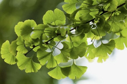 ������ ������: ������� ������ �������