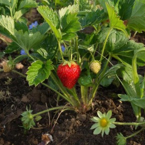 Секрет рекордной клубники: как добиться огромного урожая всего с одним граммом препарата