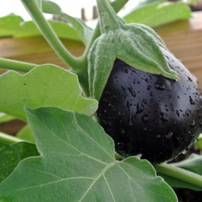 ��� ������� ��������� ����� ��� ����������: ��������� ���� � ���� � ������ �� ������