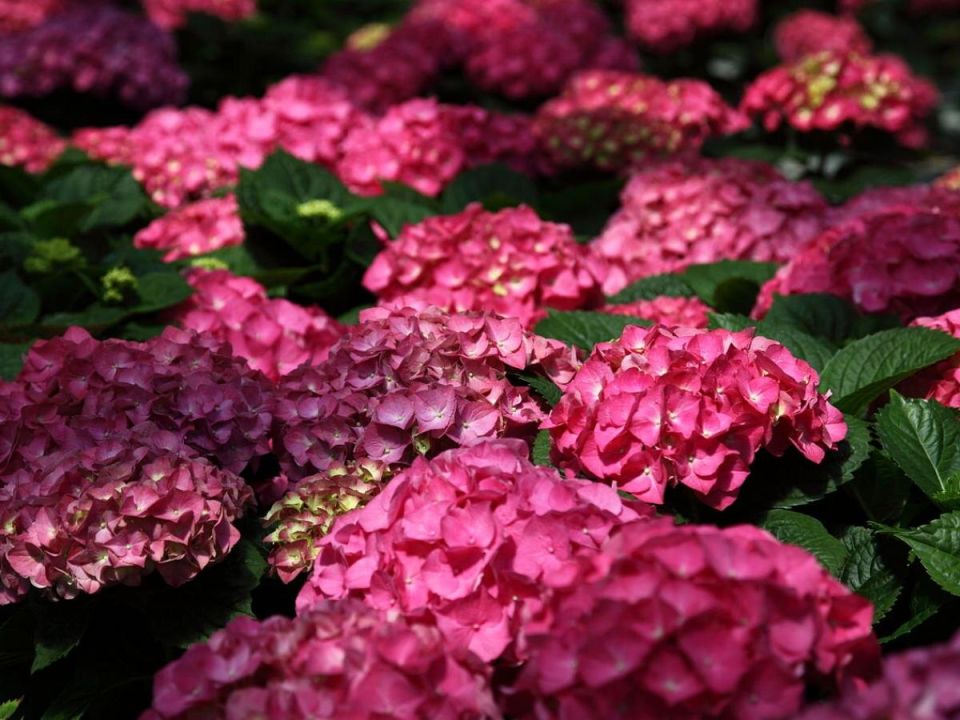 Апельсиновая кожура: секрет для здоровых гортензий и улучшения pH почвы