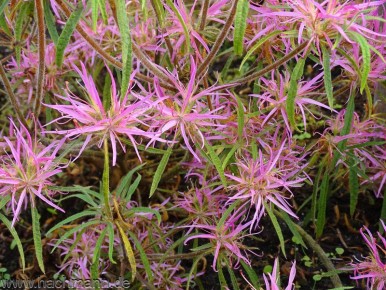 ���������� �����������, ����������� ������ ���������