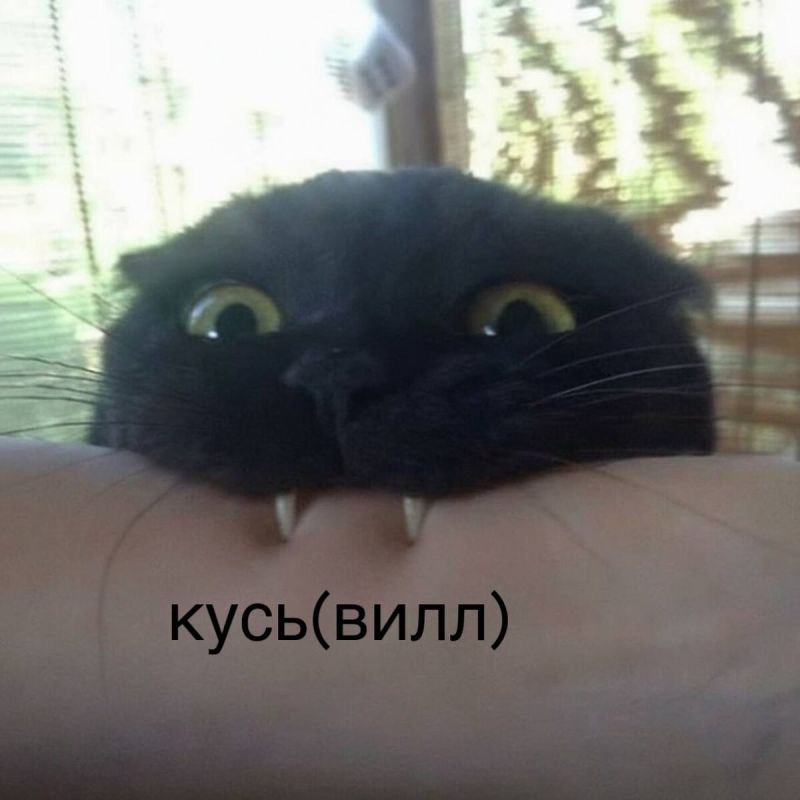 ВкусВилл представляет бренд для пушистых друзей