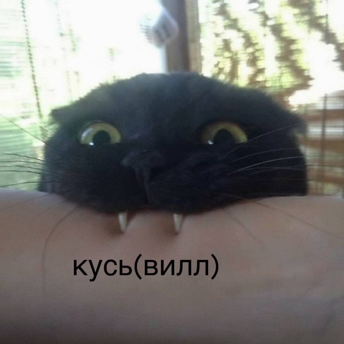 ВкусВилл представляет бренд для пушистых друзей