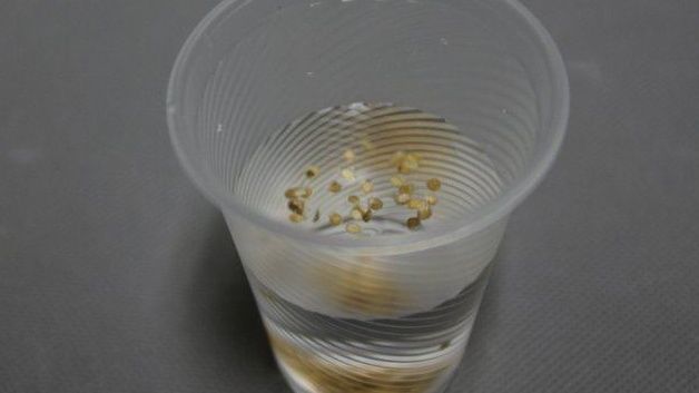 Как быстро проверить томатные семена на качество: простые методы