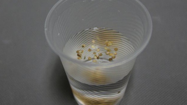 Как быстро проверить томатные семена на качество: простые методы