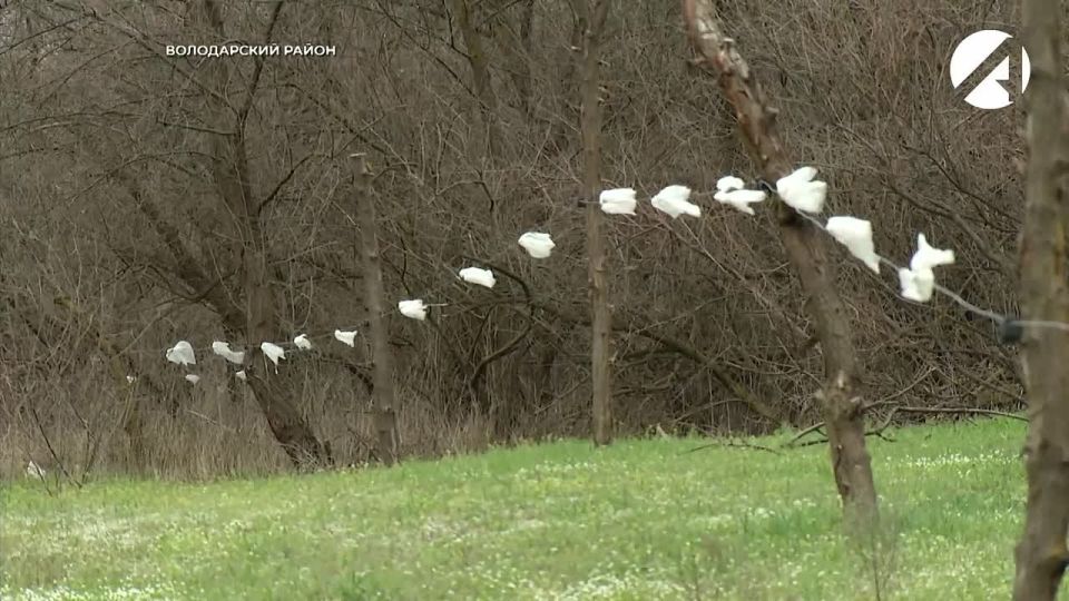 В Астраханской области ужесточают контроль за выпасом скота