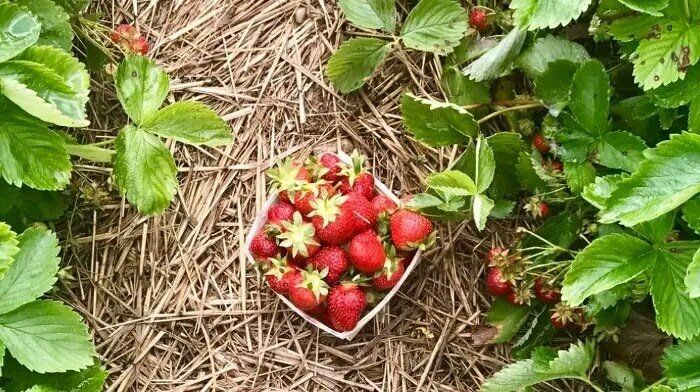 Как не испортить цветение клубники: три правила и три критические ошибки