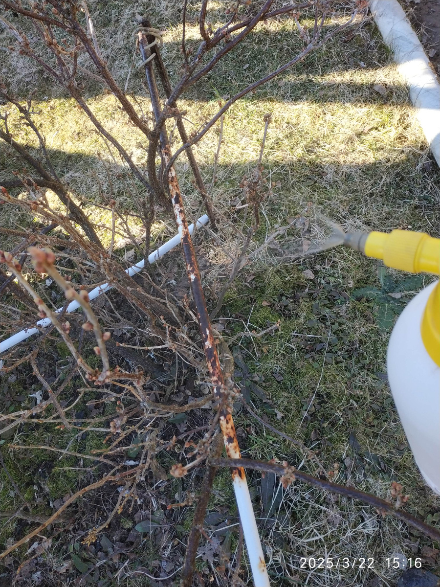 Эффективные методы борьбы с почковым клещом на черной смородине