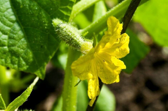 Как защитить огурцы от февральских холодов: секреты успешной подкормки