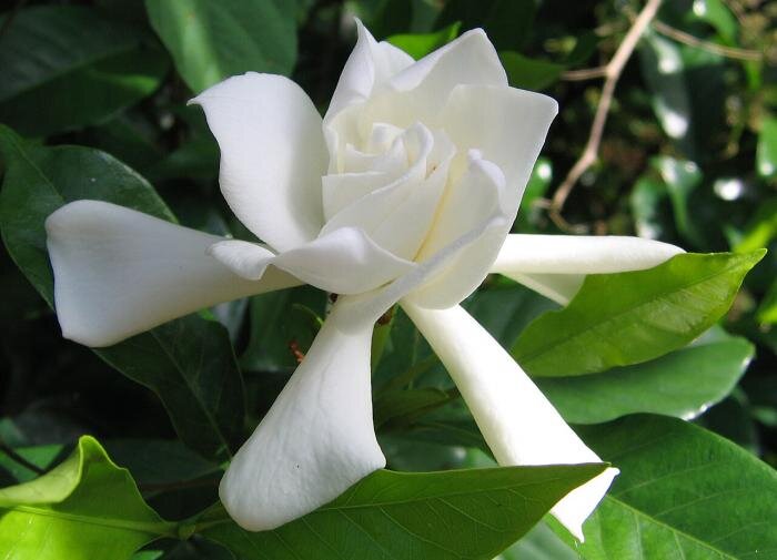 Удивительный мир редких цветов: как насладиться красотой дома