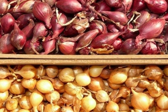 Зачем стоит закупить лук-севок осенью: преимущества и советы по хранению