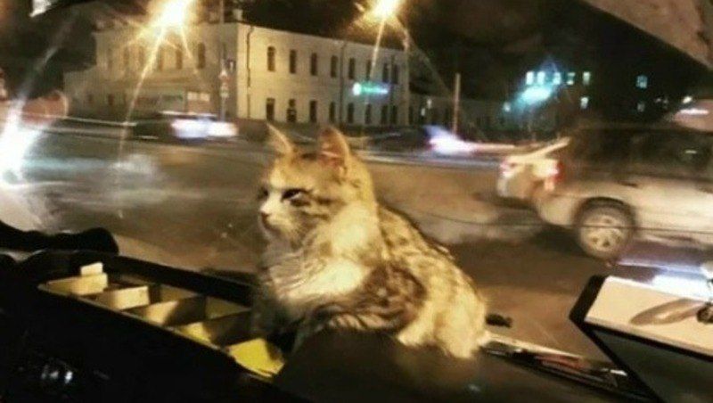 В Астрахани кошка заскочила в маршрутку и обрела дом