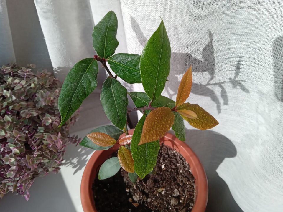 Лавровый бум: как вырастить ароматный лавр из семян и украсить свой дом