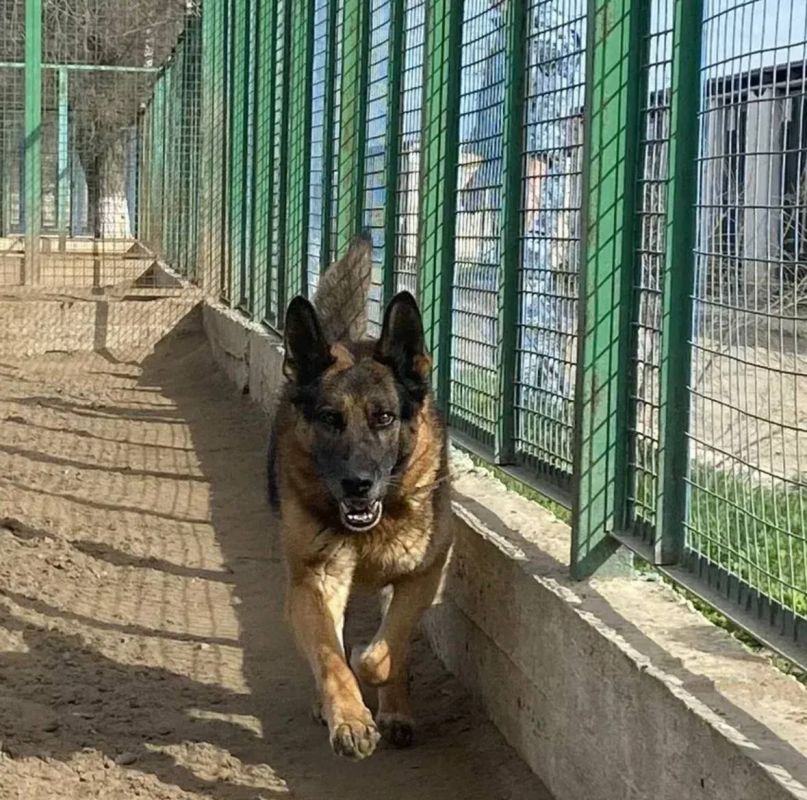 Кинологи регионального УМВД передают на безвозмездной основе выбракованных служебных собак