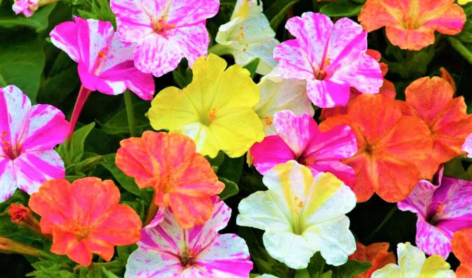 Мирабилис: цветочный ароматный шедевр для ленивого сада