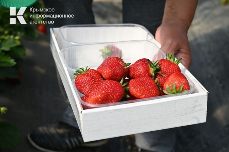 Клубничный сезон в Крыму открыт