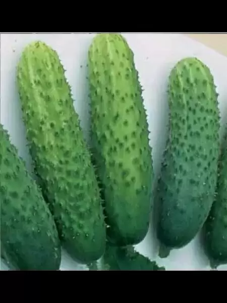 Огурец Купеческий: идеальный выбор для вашего огорода