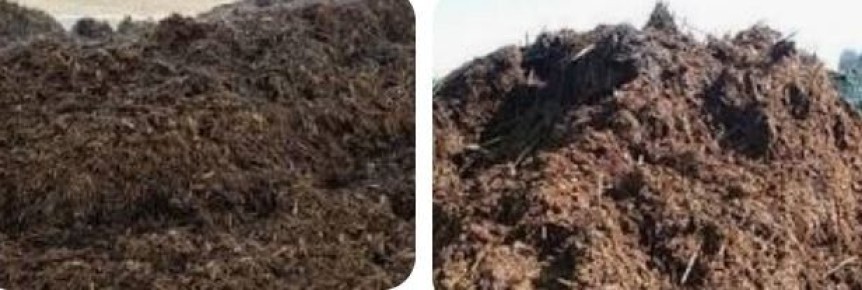 Коровий или конский навоз: что выбрать для вашего сада?